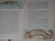 USA Toads Frogs Grenouilles Basic Science Education Series Bertha Morris Parker Plus De 35 Illustrations Arnold W. Ryan - Wildlife