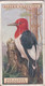 50 Red Headed Woodpecker - Foreign Birds 1924 - Ogdens  Cigarette Card - Original - Wildlife - Ogden's