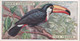 45 Toco Toucan - Foreign Birds 1924 - Ogdens  Cigarette Card - Original - Wildlife - Ogden's