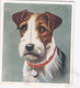 9 Wire Haired Fox Terrier  - Our Dogs 1939  -  Phillips Cigarette Card - Original - Pets - Animals - 5x6cm - Phillips / BDV