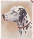 17 Dalmation   - Our Dogs 1939  -  Phillips Cigarette Card - Original - Pets - Animals - 5x6cm - Phillips / BDV