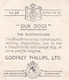 28 Bloodhound  - Our Dogs 1939  -  Phillips Cigarette Card - Original - Pets - Animals - 5x6cm - Phillips / BDV