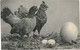 CPA Chicken Kip Poule Poulette Huhn Kücken CPA Old Postcard Coq Haan Rooster Cock Hahn Gallo Hane - Mueller, August - Munich