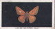 10 Large Skipper - British Butterflies 1926 -  Phillips Cigarette Card - Original - Phillips / BDV