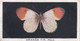 11 Orange Tip - British Butterflies 1926 -  Phillips Cigarette Card - Original - Phillips / BDV