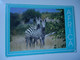 ZAMBIA    POSTCARDS  ZEBRA  BACK SIDE PAIR STAMPS ANIMALS 2 SCAN - Zambia