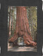 105821       Stati  Uniti,     Wawona  Tree,  Yosemite  National  Park,  California,  VG  1973 - Yosemite