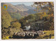 AK 011143 ENGLAND - Borrowdale - Seatoller - Driving Sheep - Borrowdale