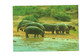 Cpm - Hippopotames - Hippopotame - L'ARCHE De NOE - Exposition Mondiale D'animaux Sauvages - Orania 52 West Germany - Flusspferde