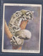 17 Short Headed Flying Phalanger & Young  - Players Zoo Babies 1939 - Original Players Cigarette Card - L Size 6x8cm - Phillips / BDV