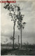 CARTE PHOTO : NORTHERN QUEENSLAND EUCALYPTUS GEANT YUNGABURRA J. LAURIE PHOTOGRAPHER KODAK TOWNSVILLE STUDIO AUSTRALIA - Zonder Classificatie