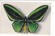 Lot 4 Cp De Papillon Rares éditées Par "le Comité National De L'enfance" - N°1.2.3.4. (collection Boubée) - Insectos