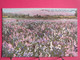 Visuel Très Peu Courant - Canada - Field Of Sweet Peas Near Victoria - R/verso - Victoria