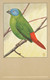 Tricoloured Parrot Finch  Diamant De  Kittlitz   Art Card Bird Oiseau - Autres & Non Classés