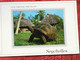 CPSM-☛Carte Postale Thème Animaux & Faune Tortue Tortues-☛Seychelles Land Tortoise, Bird Island-☛La Garenne Colombes- - Schildkröten