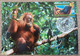 Nations Unies / Genève - CM 1998 - YT N°365 - Les Forêts Tropicales Humides - Maximum Cards