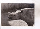 CPM PHOTO RHINOCEROS En 1957! - Rhinoceros