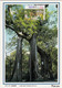 Macau, Macao, Maximum Cards, (110) Templo Kun Lam 1997 - Maximum Cards