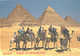 Egypt:Giza, The Pyramids, Camels - Pyramiden