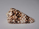 Conus Bandanus - Seashells & Snail-shells
