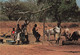 &22 Gambie Gambia Afrique At Village Well Puits Bovidé Bovidés - Gambia