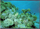 Fish & Coral, Outer Great Barrier Reef, Queensland - Unused - Great Barrier Reef