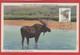 Canada - Carte Maximum - A Bull Moose -1953 - Maximum Cards