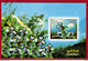 India 2006 Complete/ Full Set Of 6 Mini/ Miniature Sheets Year Pack Birds Flowers Art Dance Aroma MINIATURE SHEET MS MNH - Oche