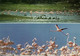Bonaire, N.A., Bird Watcher's Paradise Flamingo's At Their Nest (1980s) Postcard - Bonaire