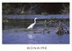 Bonaire, N.A., Reddish Egret, White Morph In Mangroves Of Lacbay (1990) Postcard - Bonaire