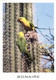 Bonaire, N.A., Parakeet Eating The Fruit Of Cactus (1990s) Postcard - Bonaire