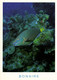 Bonaire, N.A., Stoplight Parrotfish At Angel City (1990s) Postcard - Bonaire