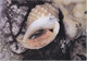 ROMA PRATI - FORO ITALICO - MOSTRA MALACOLOGICA - CONCHIGLIE / CONCHIGLIA / SHELL - 1987 - Expositions