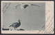 GIANT PETREL GULL NZ 1905 POSTCARD HUNTERVILLE H-CLASS & WELLINGTON MACHINE ROLLER POSTMARKS - Covers & Documents