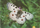 Papillon - Butterfly - Fluture - Parnassius Apollo Transsilvanicus - Papillons