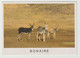 Postcard - Ansichtkaart Bonaire Nederlandse Antillen (N-A) - Bonaire