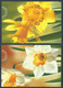 Canada B.O.B. # UX153-UX154 Unused Postal Card - Daffodils - Officiële Postkaarten