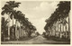 British Guiana, Guyana, Demerara, GEORGETOWN, Brickdam, Avenue Of Palms (1920s) Postcard - Guyana (ehemals Britisch-Guayana)