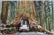 USA UNITED STATES CALIFORNIA WAWONA TREE YOSEMITE PARK CARD ANSICHTSKARTE CARTOLINA POSTCARD PC CP AK CARTE POSTALE - Death Valley