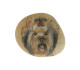 Yorkshire Terrier Hand Painted On A Smooth Beach Stone Paperweight - Animals