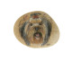 Yorkshire Terrier Hand Painted On A Smooth Beach Stone Paperweight - Animals