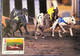 MACAU - 1990  GAMES WITH ANIMALS ISSUE SET OF 4 MAX CARD (CANCEL - FIRST DAY) - Tarjetas – Máxima