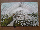 Phipps Conservatory, Pittsburgh - Pittsburgh