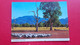 Sheeps.An Australian Country Scene - Outback