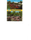 Germany - Postcard Used 1988  -  Bad Bevensen - Rhododendron Blossom In The Spa Park -   2/scans - Bad Bevensen