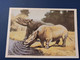 Rhino Ancestor  - Old Postcard  - Chiloterium  Rhinoceros 1986 - Rhinocéros
