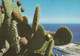 Monaco, Cacti - Cactusses