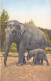 Animaux - Elephants - Edition Stehi  - Carte Postale Ancienne - Elefanten