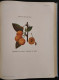 Delcampe - Frutta Di Grande Reddito - Frutticoltura - D. Tamaro - Hoepli - 1935 - Manuale - Garten