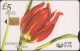 Zypern - C254 Flower - Tulipa Osulus - Blume - Tulpe - Zypern